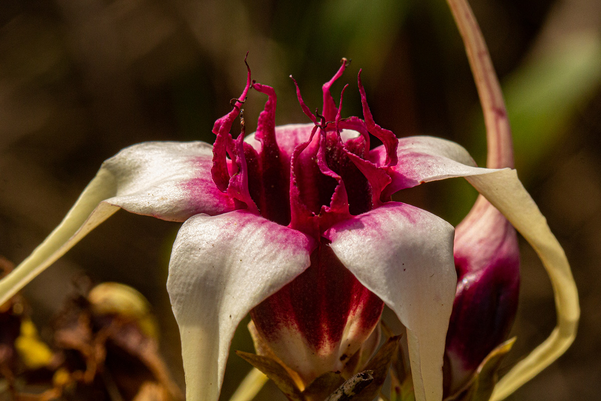Strophanthus sarmentosus Strophanthus sarmentosus