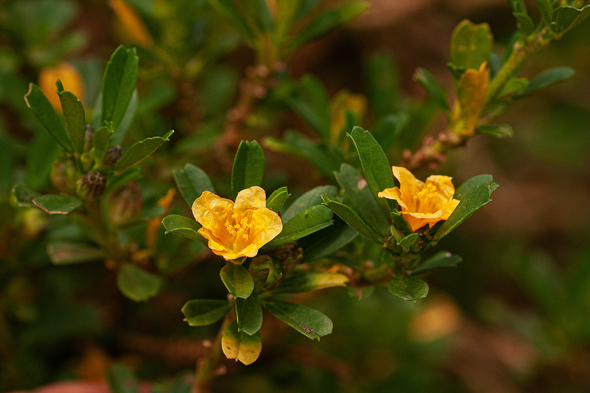 Sida tenuicarpa Sida tenuicarpa