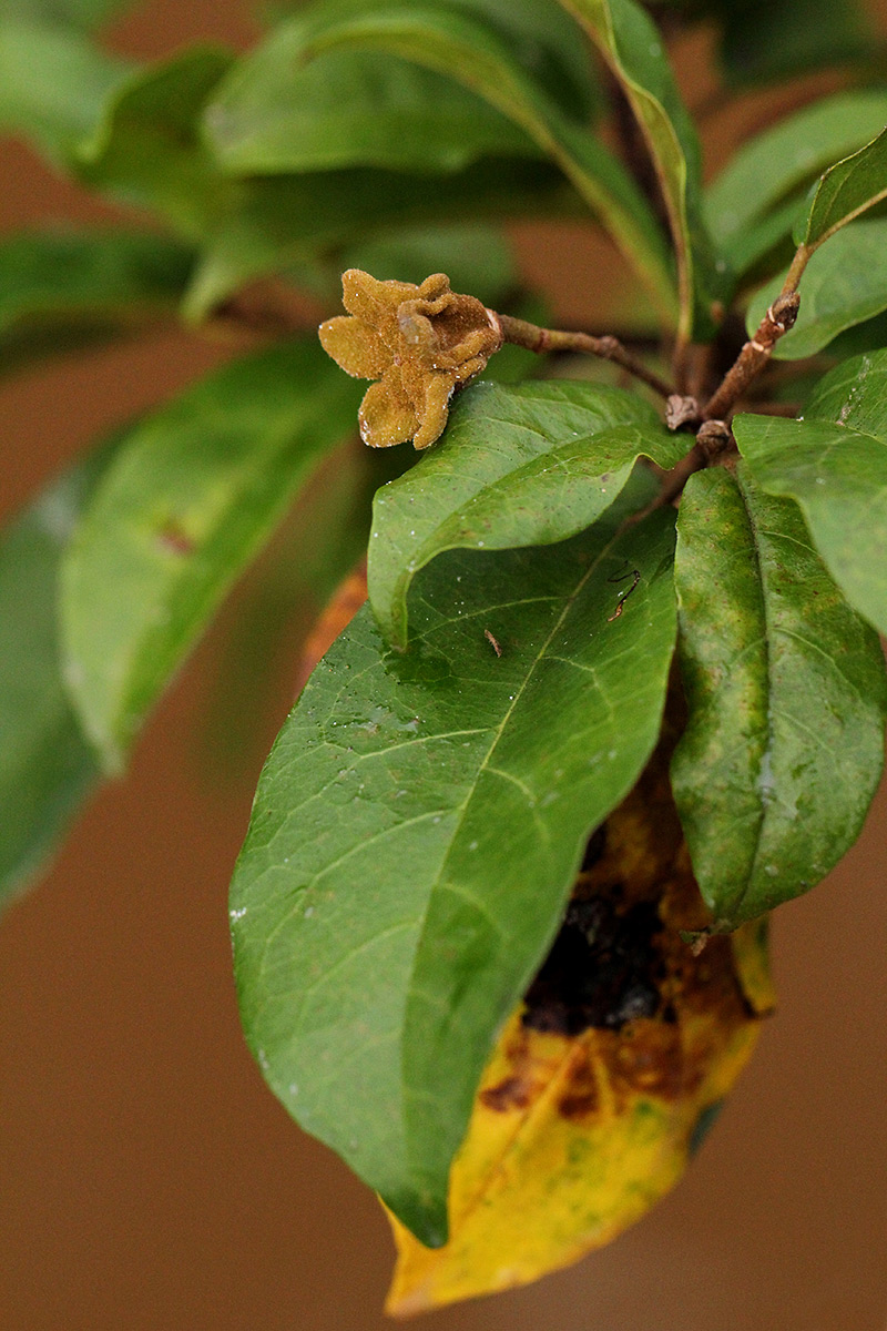 Nesogordonia kabingaensis Nesogordonia kabingaensis