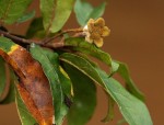 Nesogordonia kabingaensis