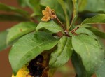 Nesogordonia kabingaensis