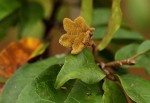 Nesogordonia kabingaensis