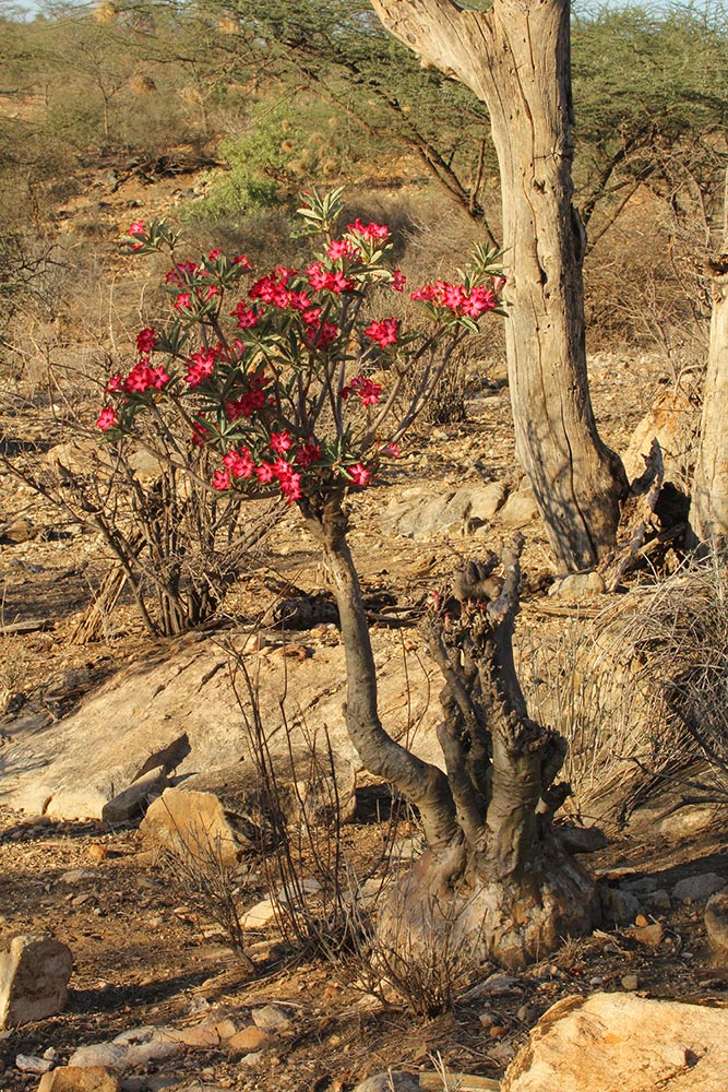 Adenium obesum Adenium obesum