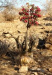 Adenium obesum