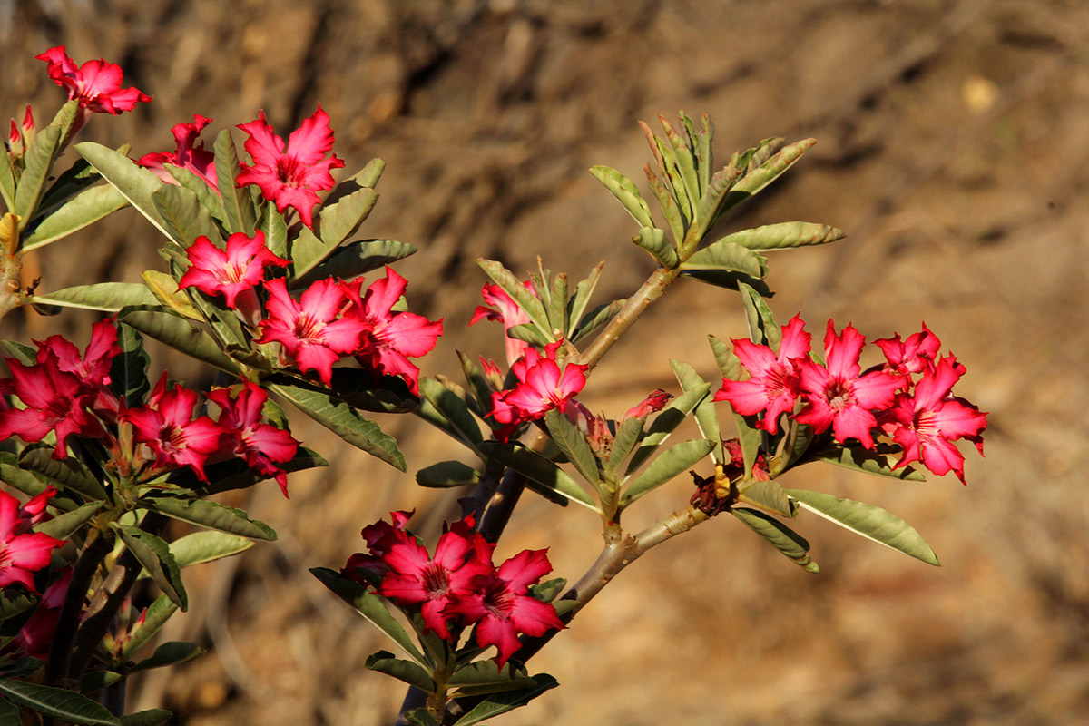 Adenium obesum Adenium obesum