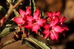 Adenium obesum
