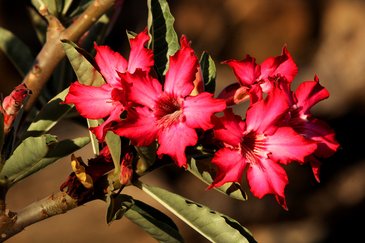 Adenium obesum
