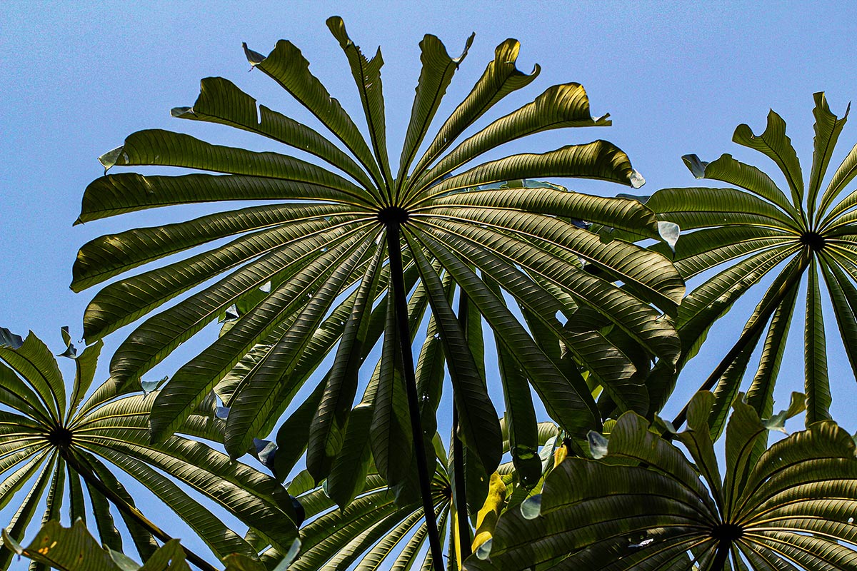 Musanga cecropioides Musanga cecropioides