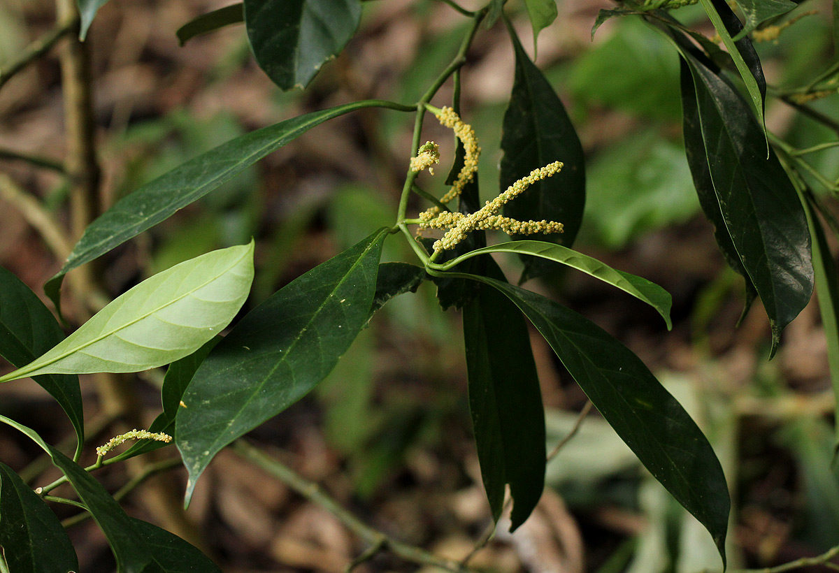 Tetrorchidium didymostemon