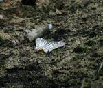 Cyrestis camillus