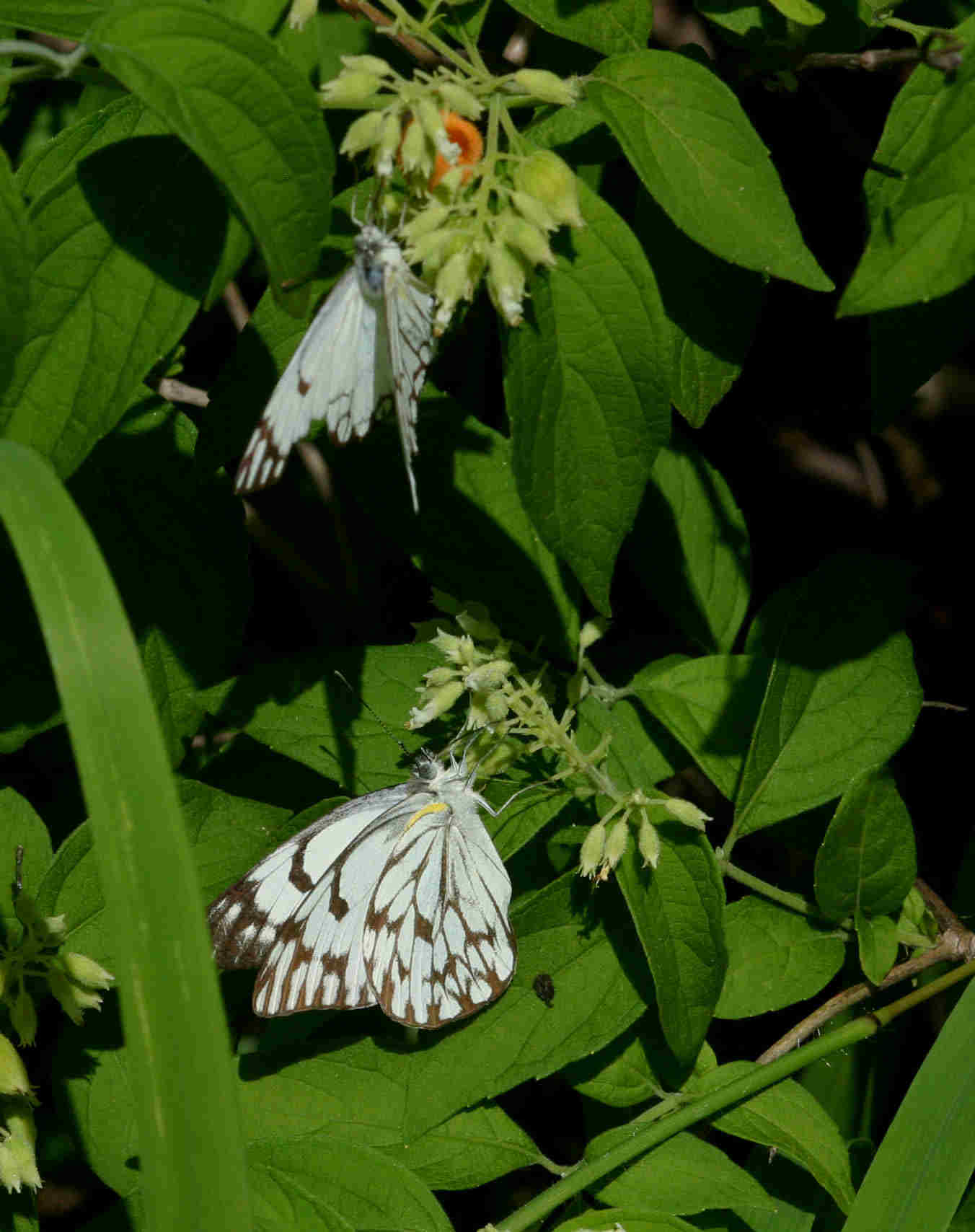 Belenois gidica Belenois gidica