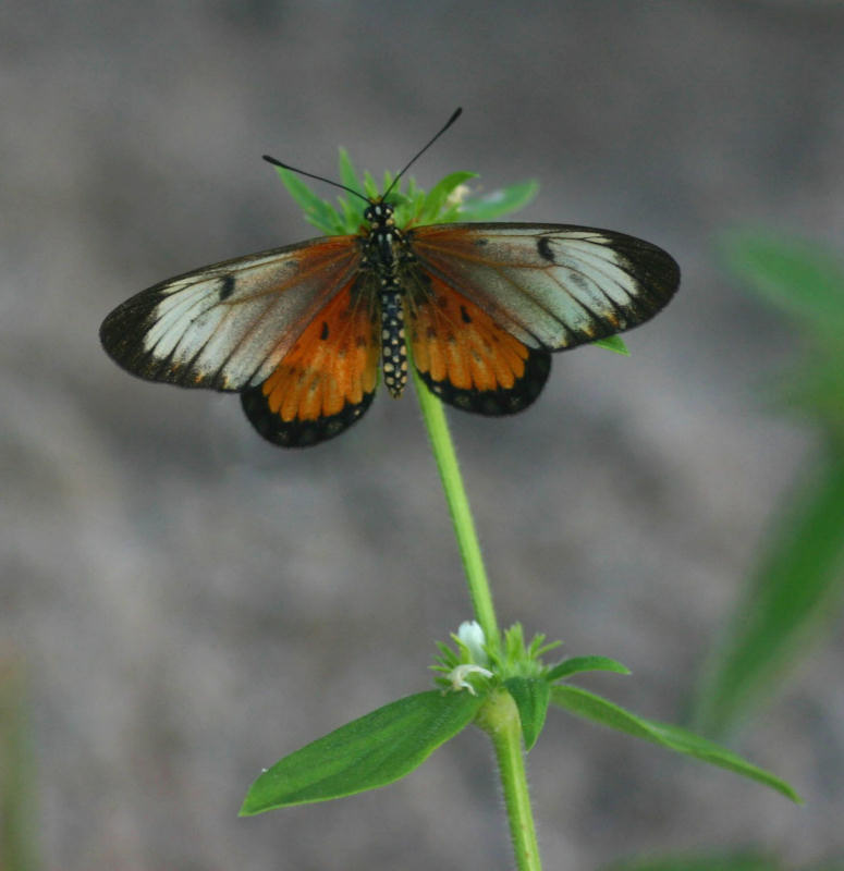 Hyalites eponina