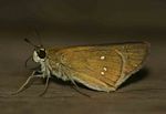 Borbo borbonica