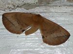 Stenoglene obtusus