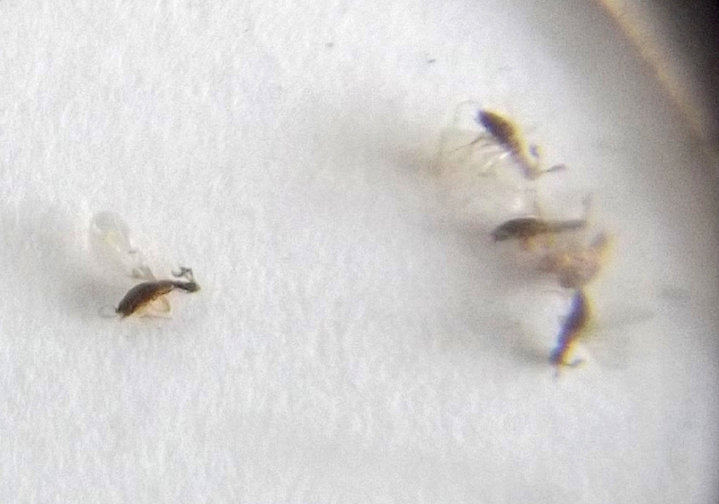 Alfonsiella binghami Alfonsiella binghami