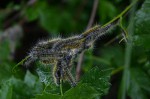 Bombycomorpha bifascia