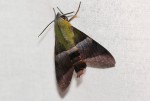 Atemnora westermannii