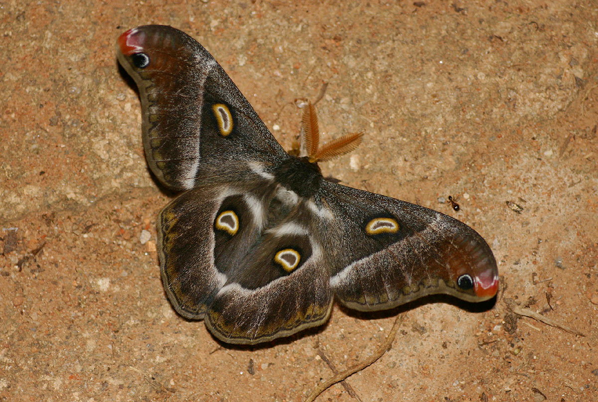 Epiphora boursini