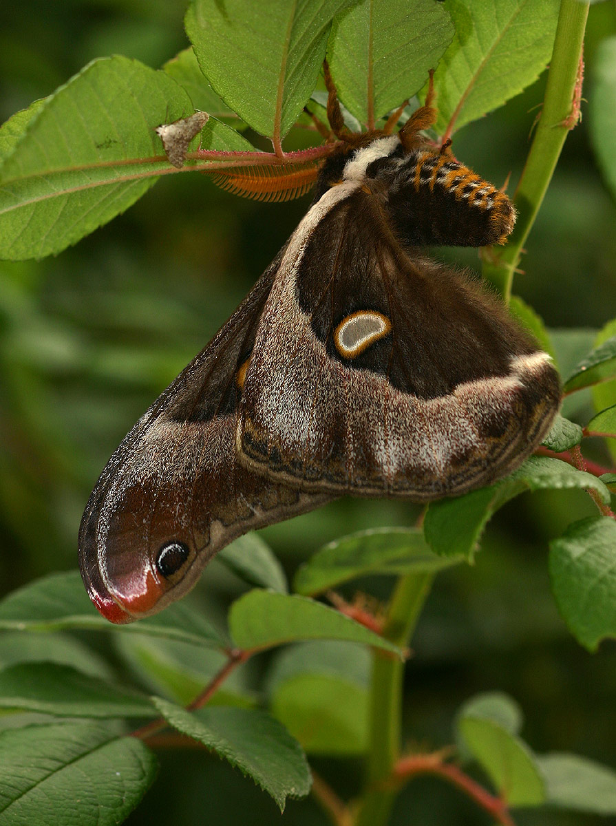 Epiphora boursini