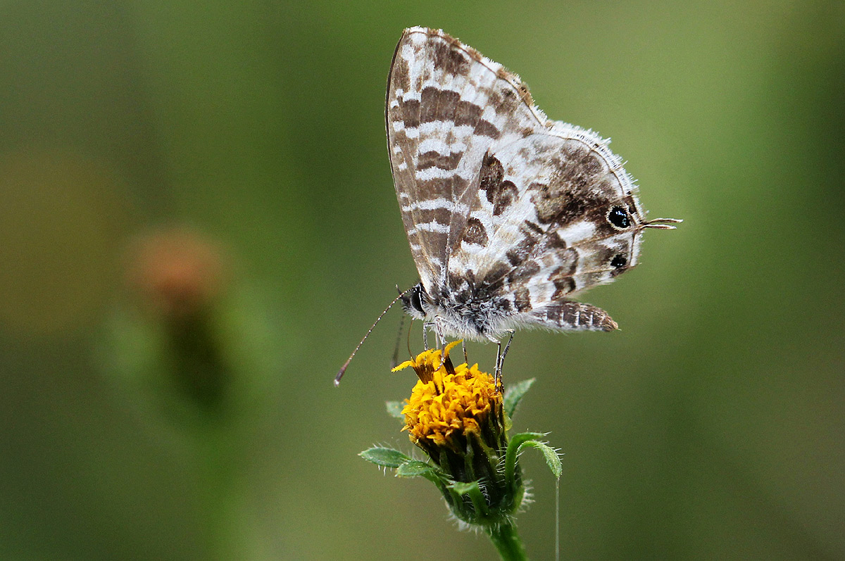 Cacyreus lingeus