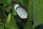 Hypolimnas anthedon