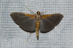 Filodes costivitralis 