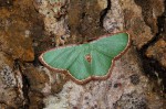 Heterorachis devocata